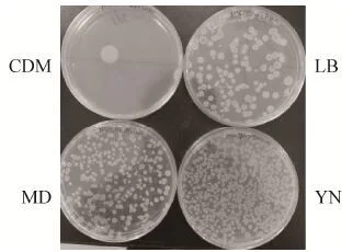 SCK6 Bacillus subtilis Strains